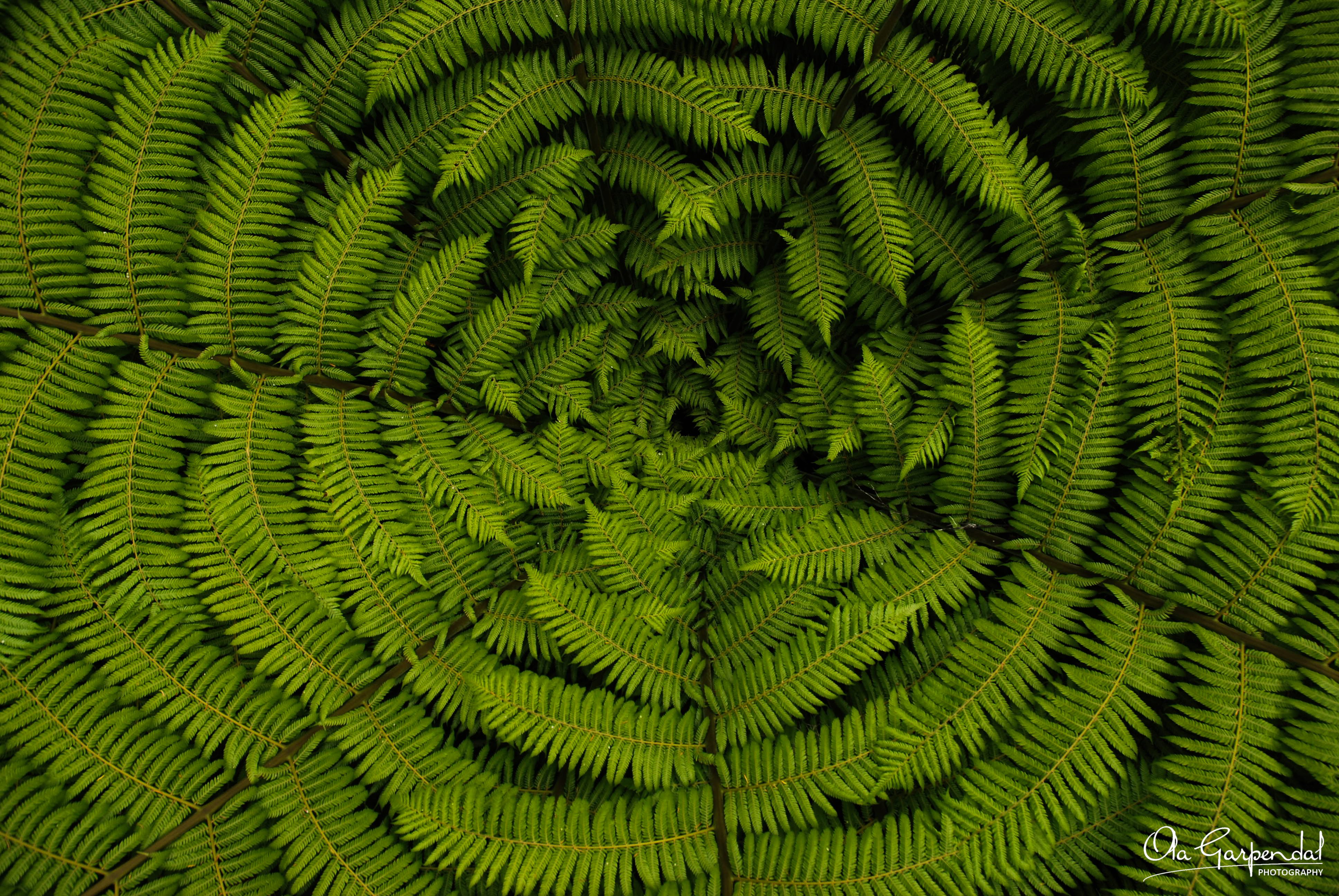 Silver Fern at Marahau showing layered silver fern fronds forming an intricate spiral pattern in vibrant green tones within Abel Tasman National Park, photographed by Ola Garpendal Photography