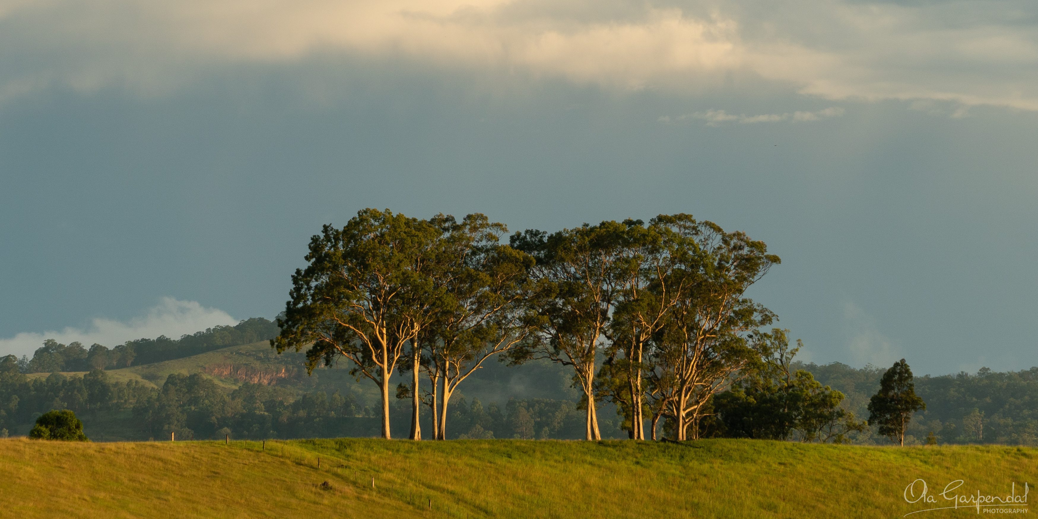 Trees on a Hill featuring a sunlit stand of gum trees on a grassy ridge near East Gresford, with rolling countryside, distant rain showers and dramatic late afternoon clouds in February, photographed by Ola Garpendal Photography