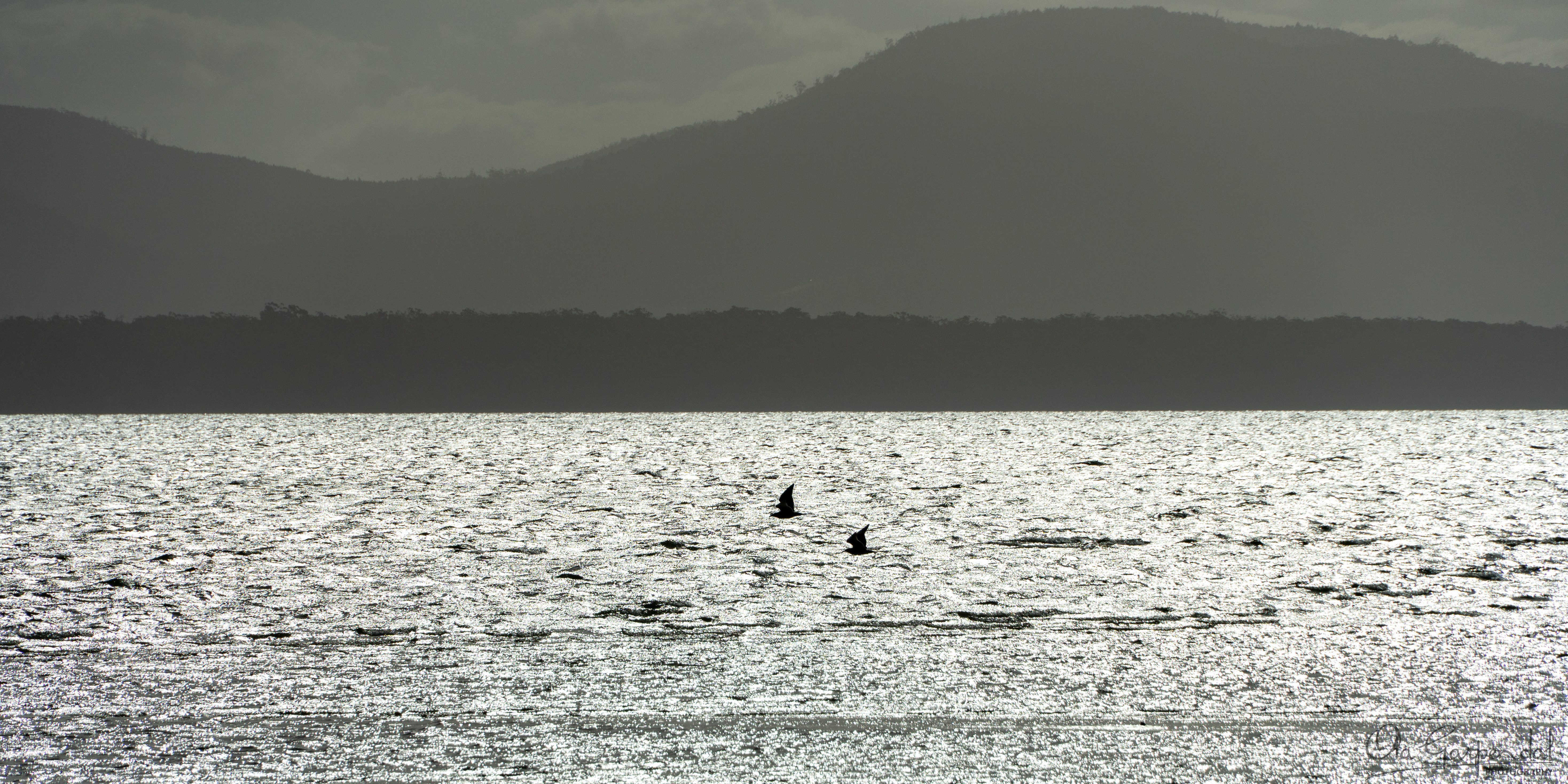 Birds at the Neck, Bruny Island, silver‑blue expanse of water with two birds, photographed by Ola Garpendal Photography