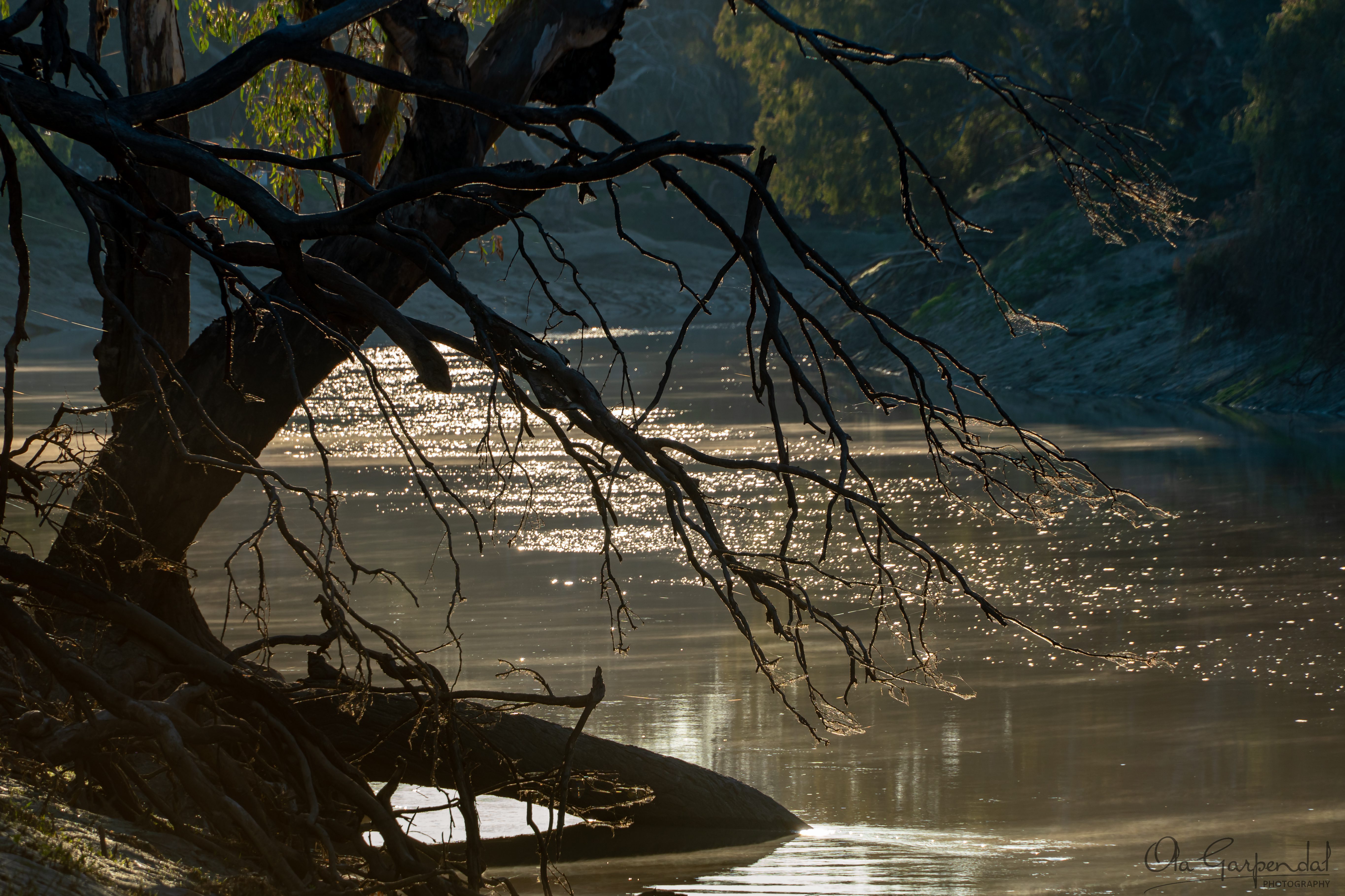 Darling River at Trilby Station, morning sun reflects off the slow‑moving water, photographed by Ola Garpendal Photography