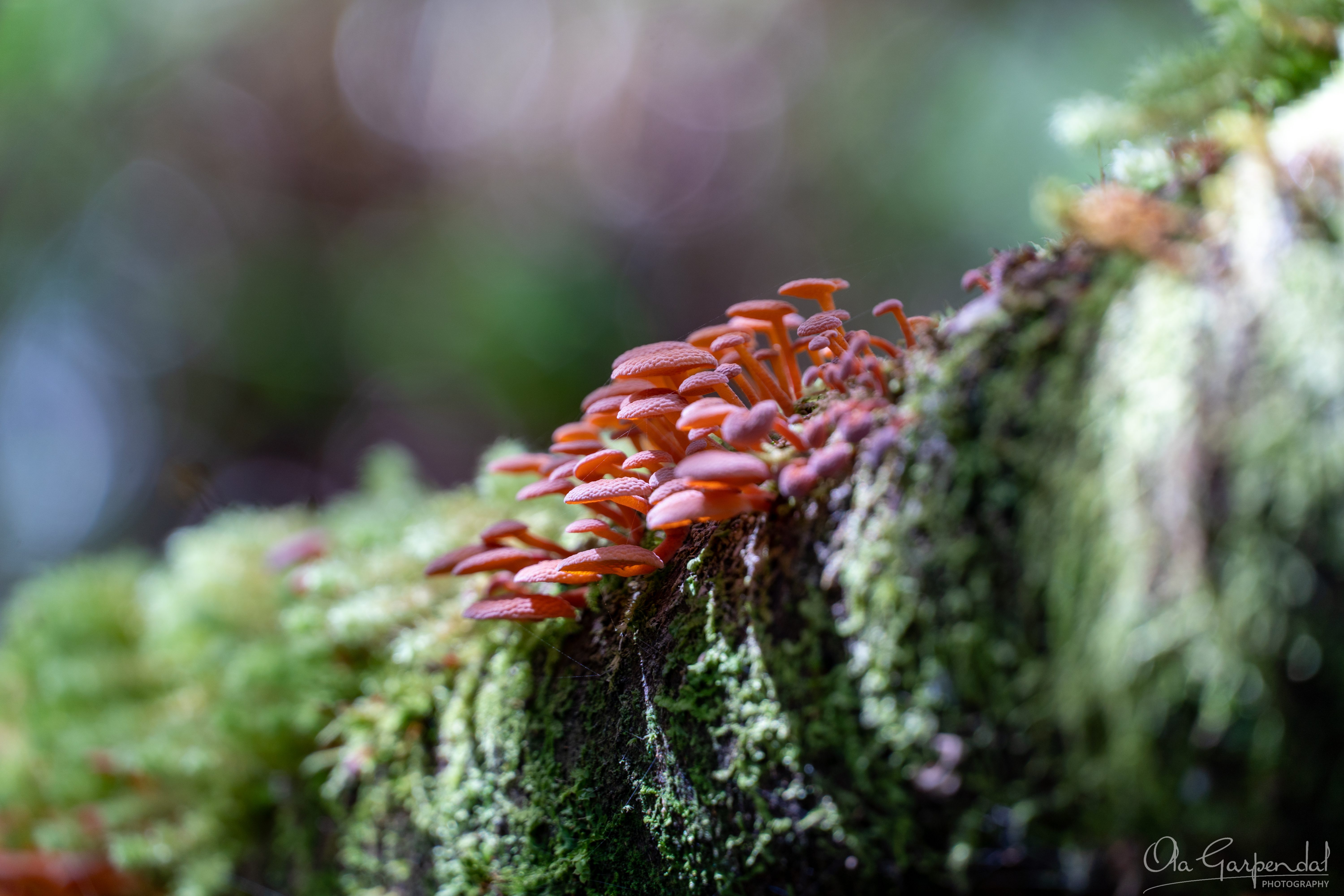 Mushrooms on a Log at Hogarth Falls, close-up of mushrooms in filtered rainforest light, photographed by Ola Garpendal Photography