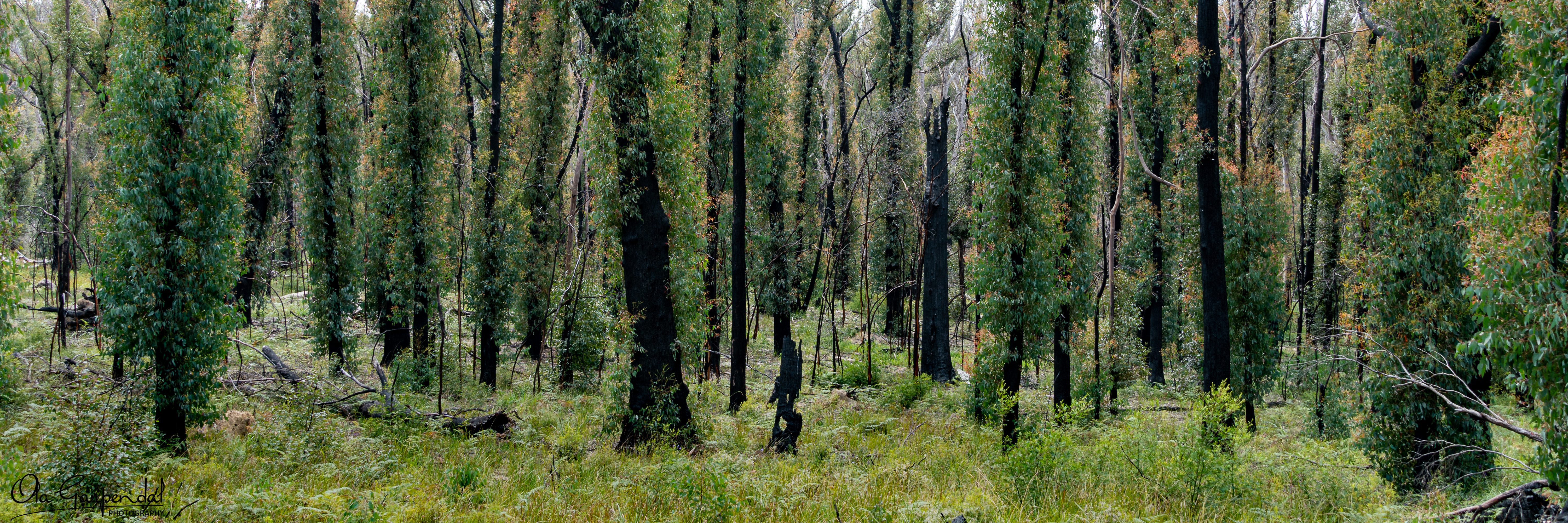 Recovering Forest, black trunks and new growth, photographed by Ola Garpendal Photography