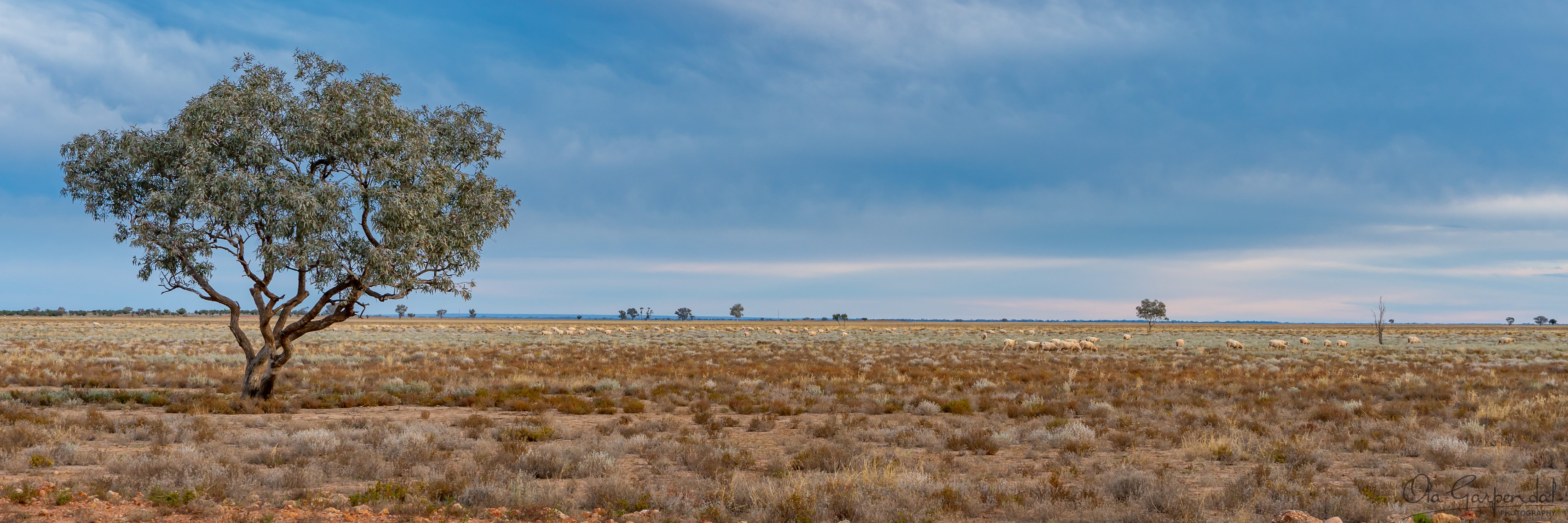 Sheep Paddock at Trilby Station, a vast, flat grazing paddock with some sheepphotographed by Ola Garpendal Photography