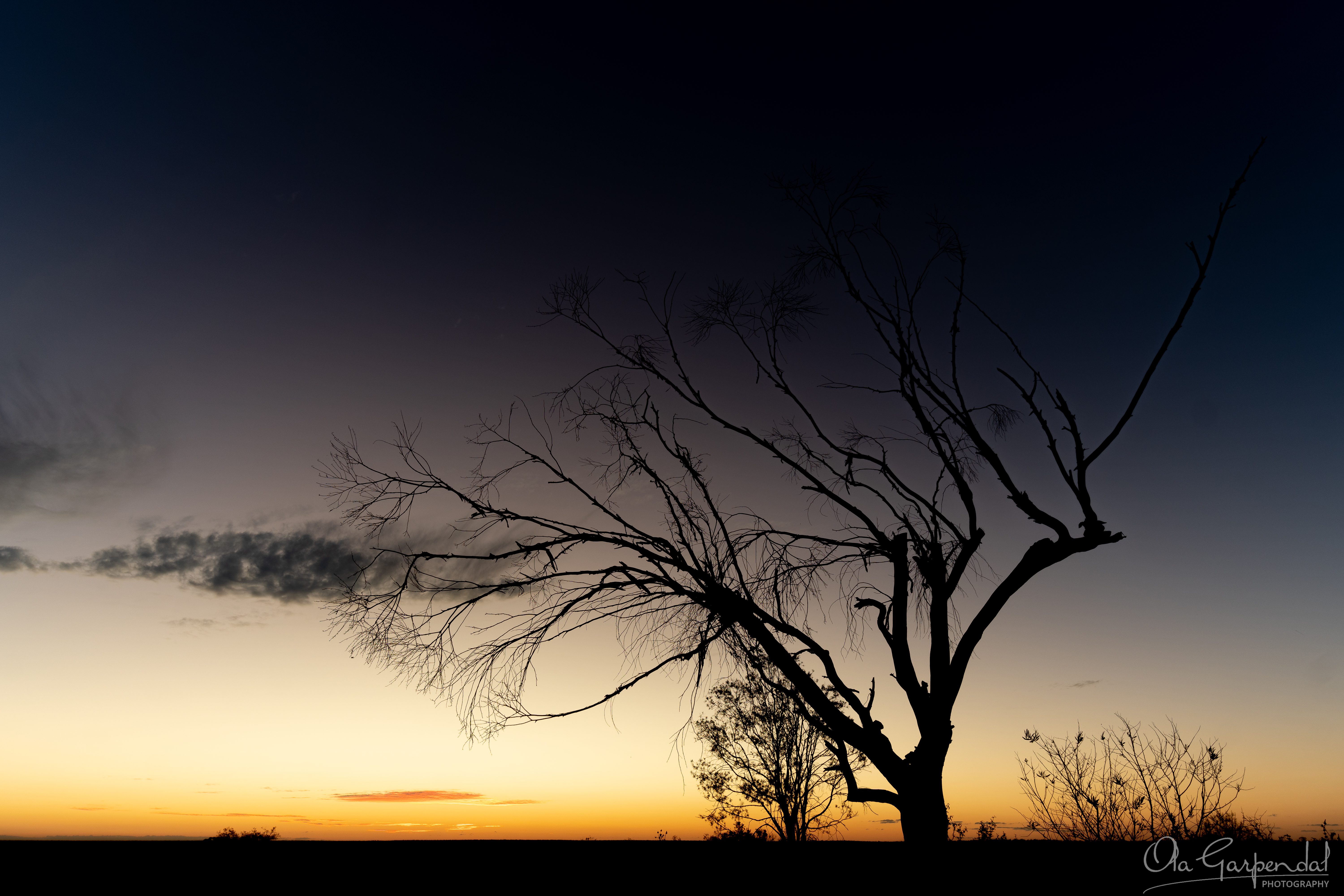 Sunset at Lightning Ridge, fine art print of a silhouetted bare tree against a fading twilight sky, outback NSW, photographed by Ola Garpendal Photography.