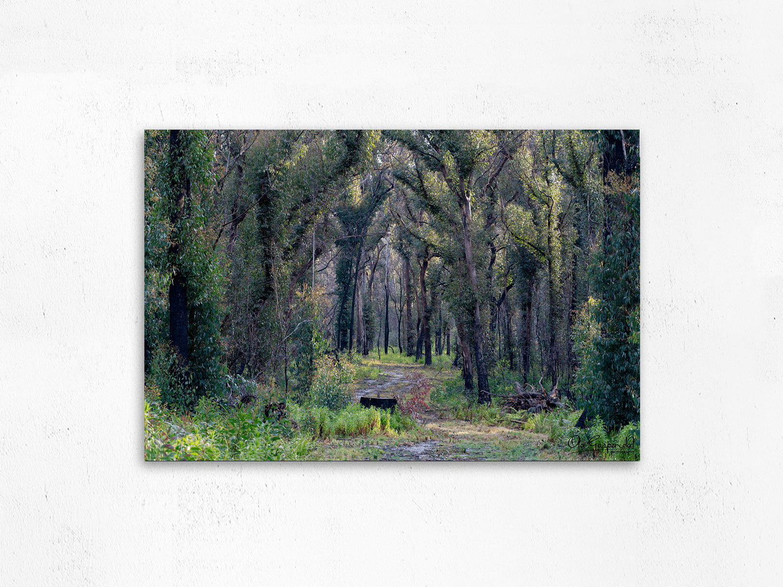 Bald Rock Border Walk - Image 2