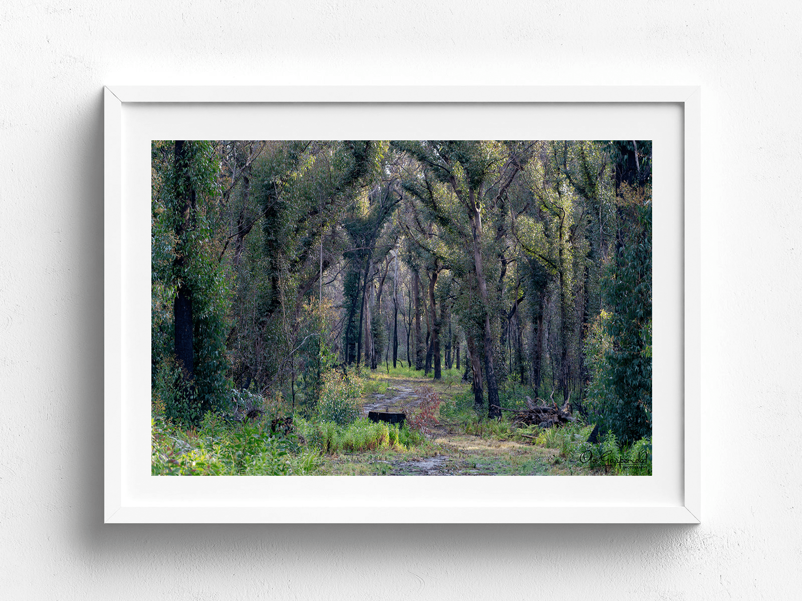 Bald Rock Border Walk - Image 5