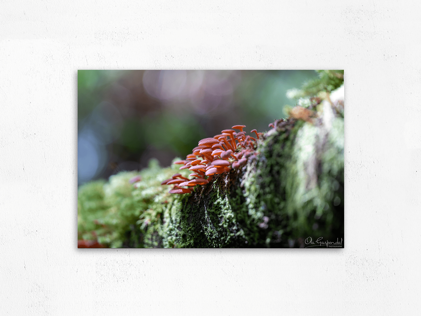 Mushrooms on a Log - Image 2