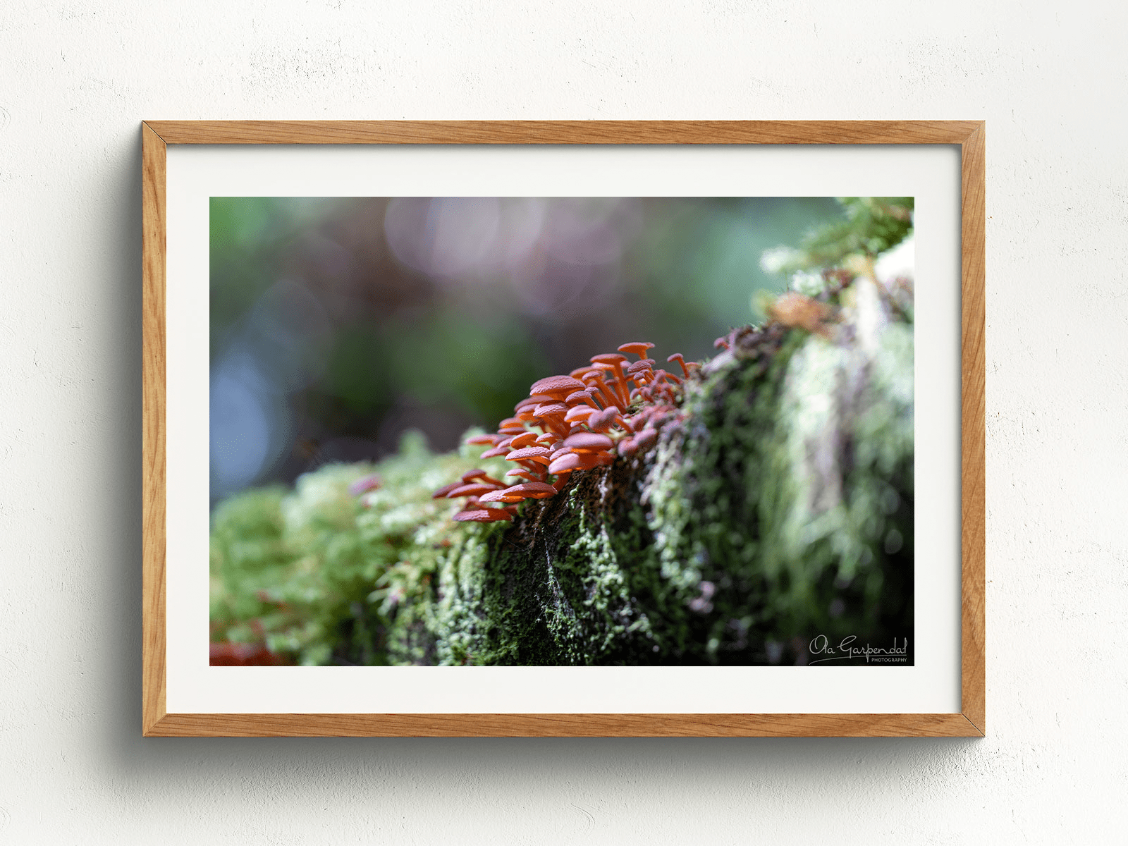 Mushrooms on a Log - Image 4
