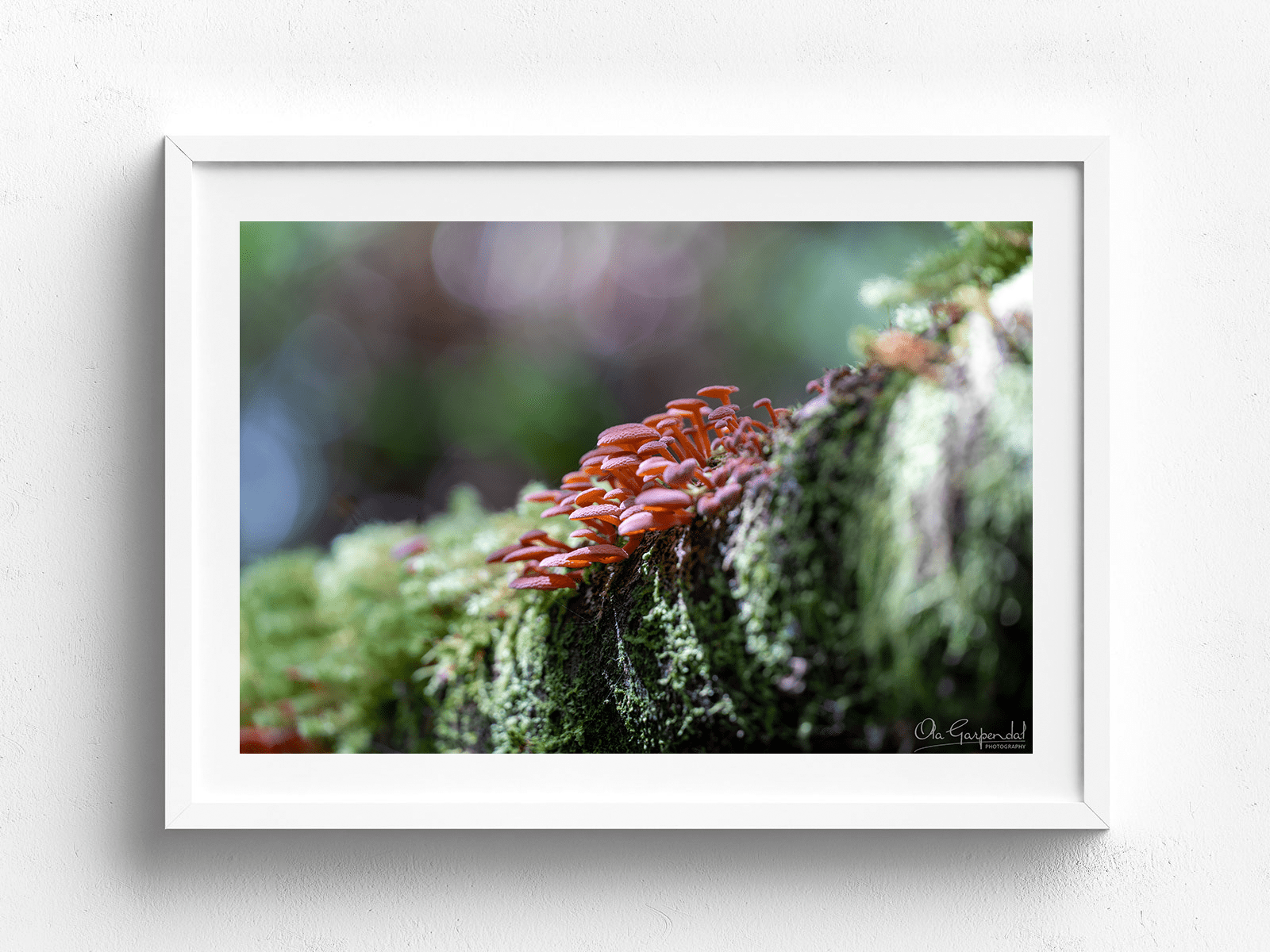 Mushrooms on a Log - Image 5