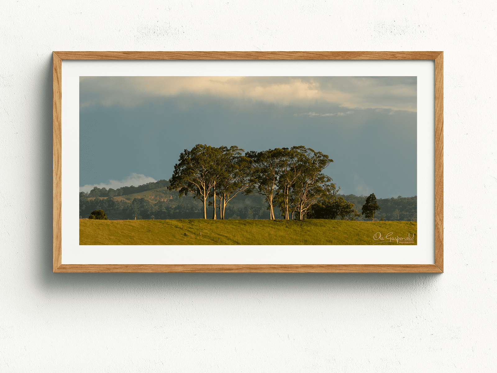 Trees on a Hill - Image 4