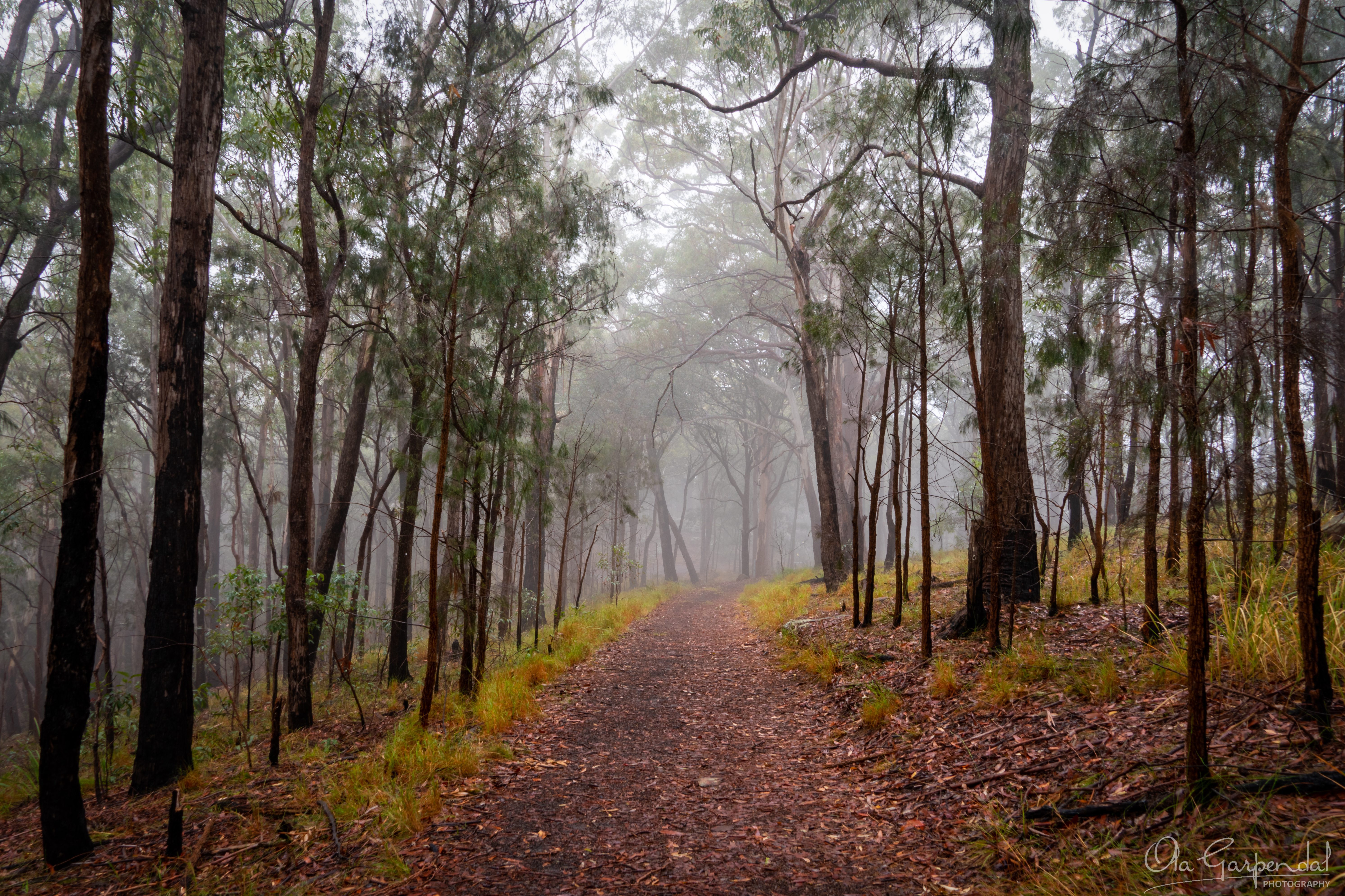 Foggy Bush Track, leaf-littered path drawing the eye straight into the fog, photographed by Ola Garpendal Photography