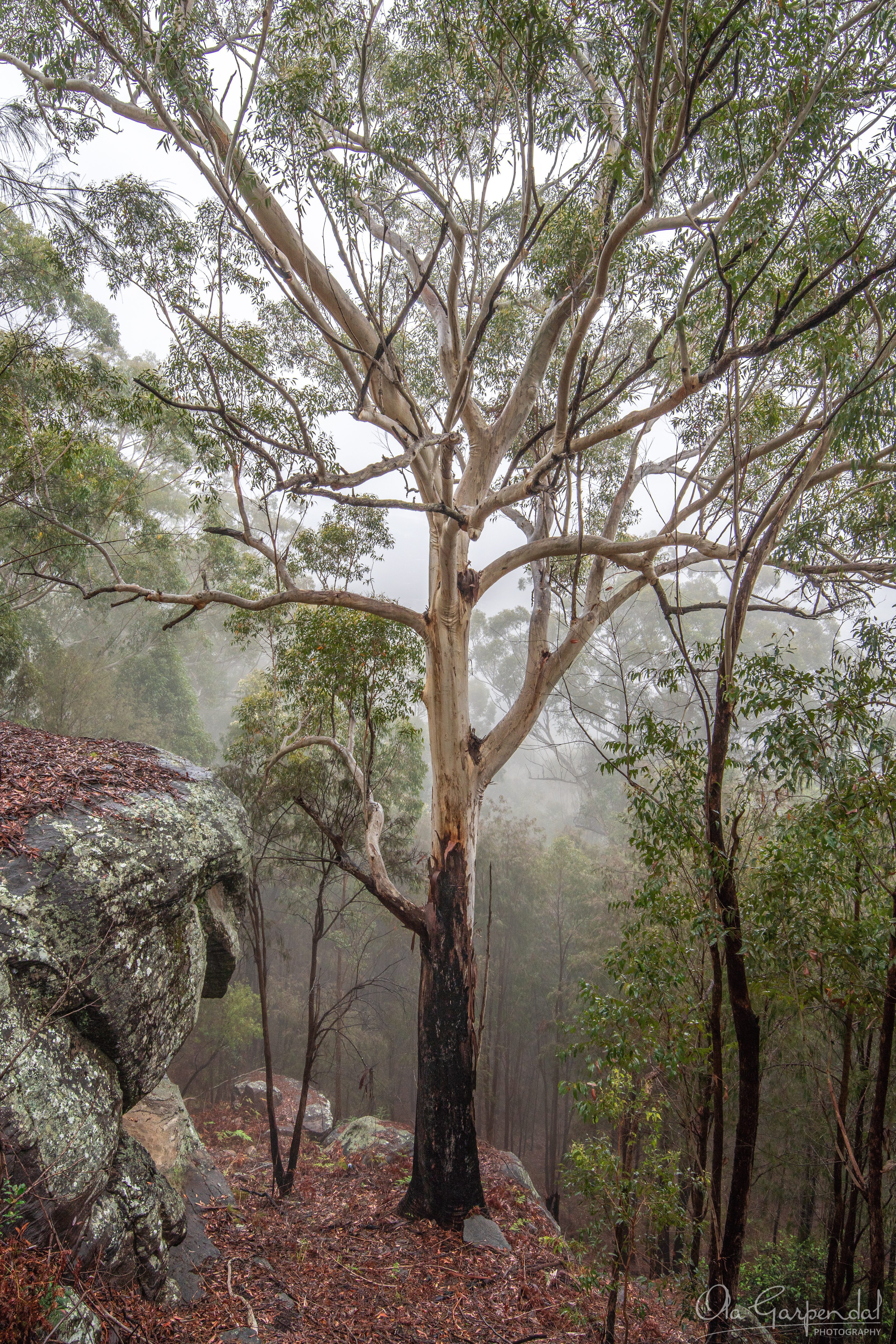 Gum Tree Fog, pale, smooth-barked gum rising from fire-blackened base, fog difuses the background, photographed by Ola Garpendal Photography