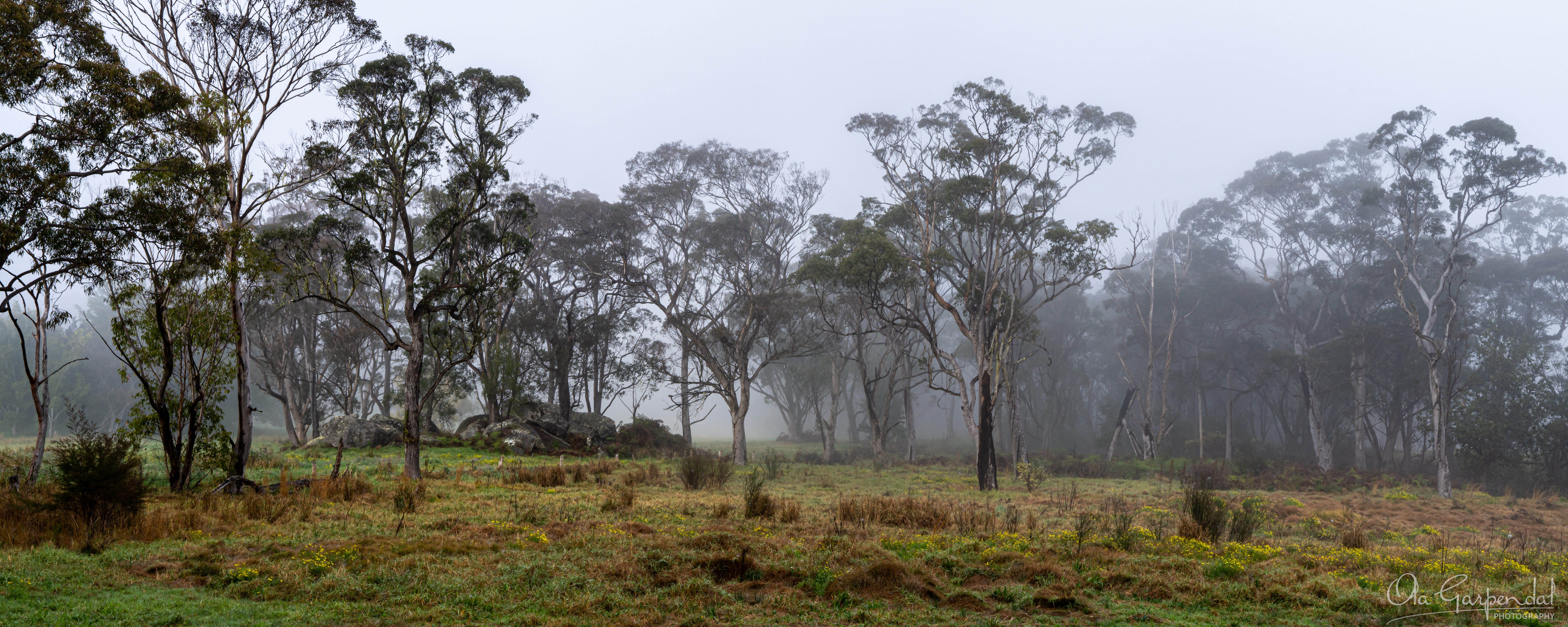 James Talbot Gully, eucalypts in multiple layers dissolving into the fog, photographed by Ola Garpendal Photography