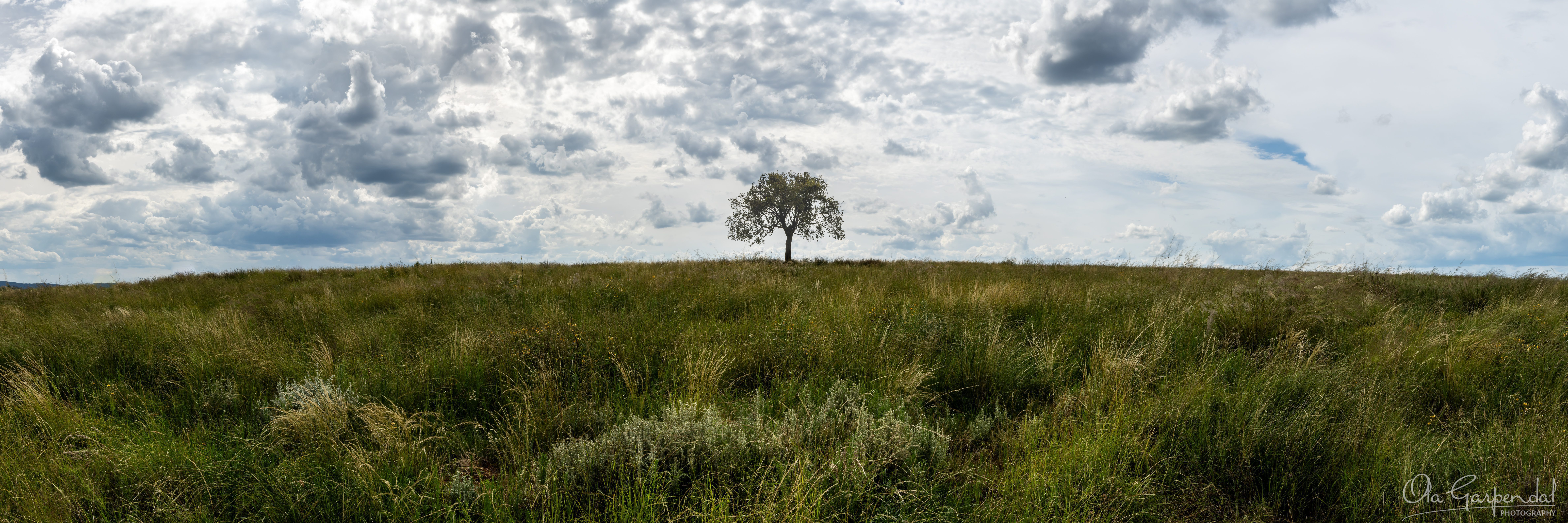Lonely Tree — a solitary tree on a grass-covered hill crest near Lake Keepit in northwest NSW, framed by long grass in the foreground and a dramatic cloud-filled sky, photographed by Ola Garpendal Photography.