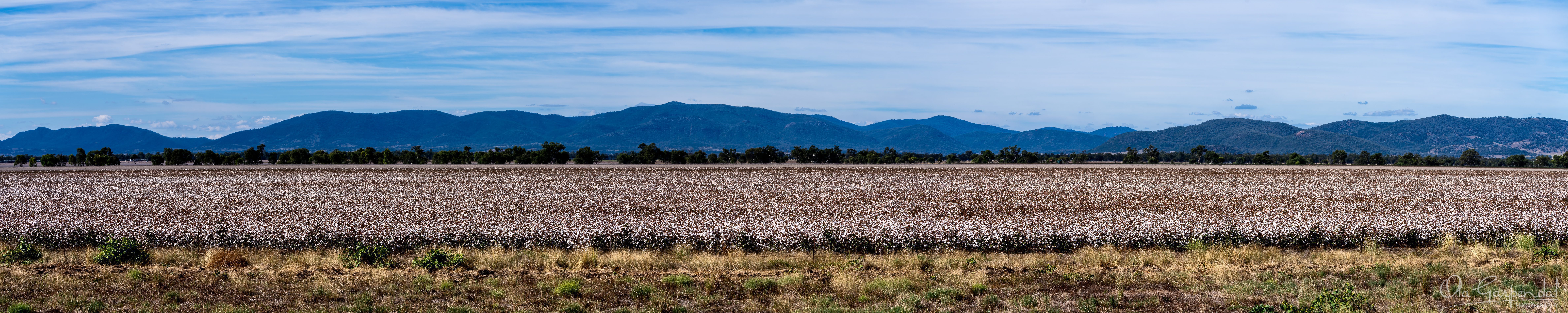 Cotton Field showing a vast mature cotton crop near Piallaway and Gunnedah, with white harvest-ready cotton, dry grasses, tree-lined farmland, the Melville Range and a partly clouded April sky, photographed by Ola Garpendal Photography