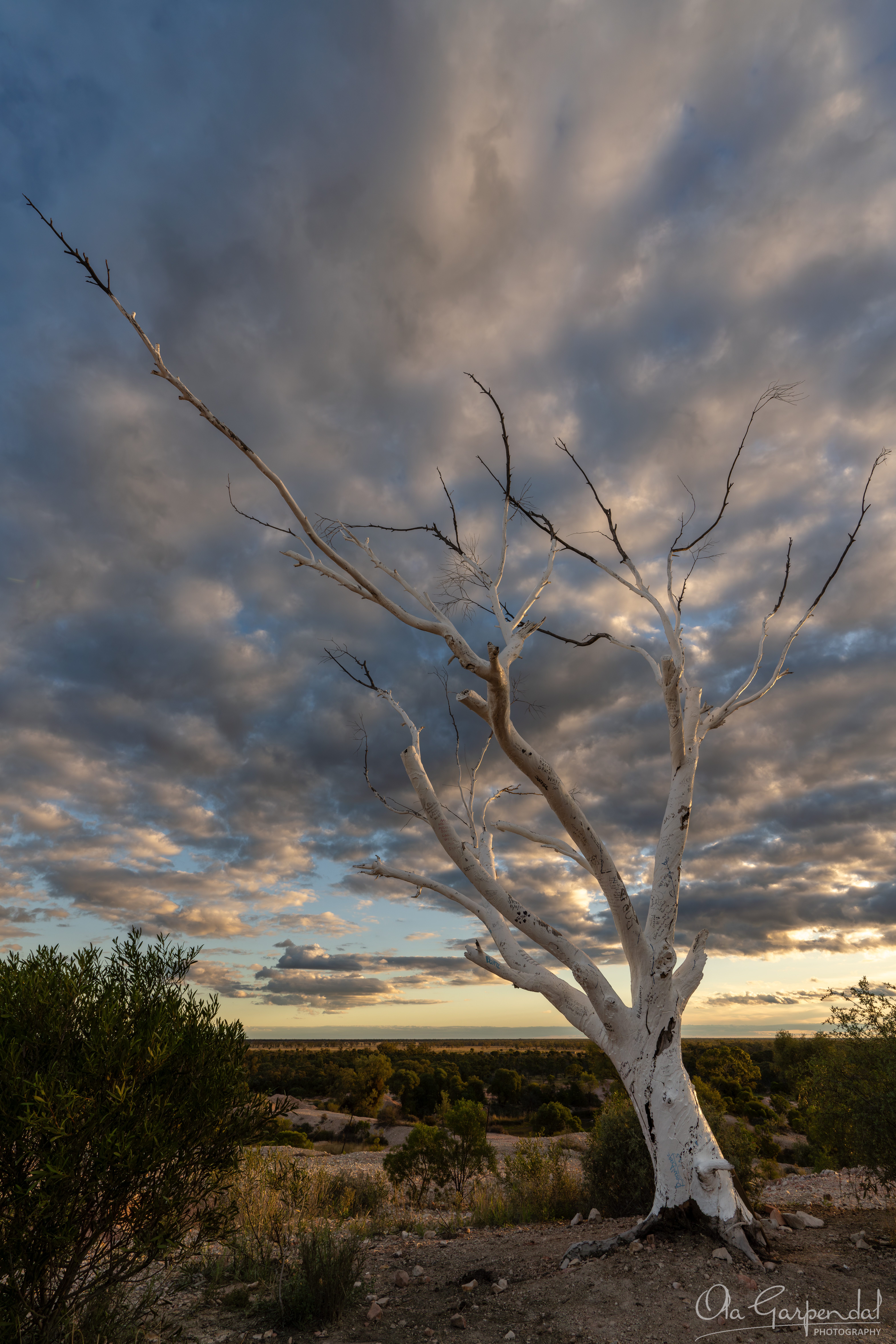 White Tree showing a solitary weathered white tree at Lightning Ridge beneath dramatic evening clouds, with outback vegetation, warm sunset light and expansive April skies, photographed by Ola Garpendal Photography