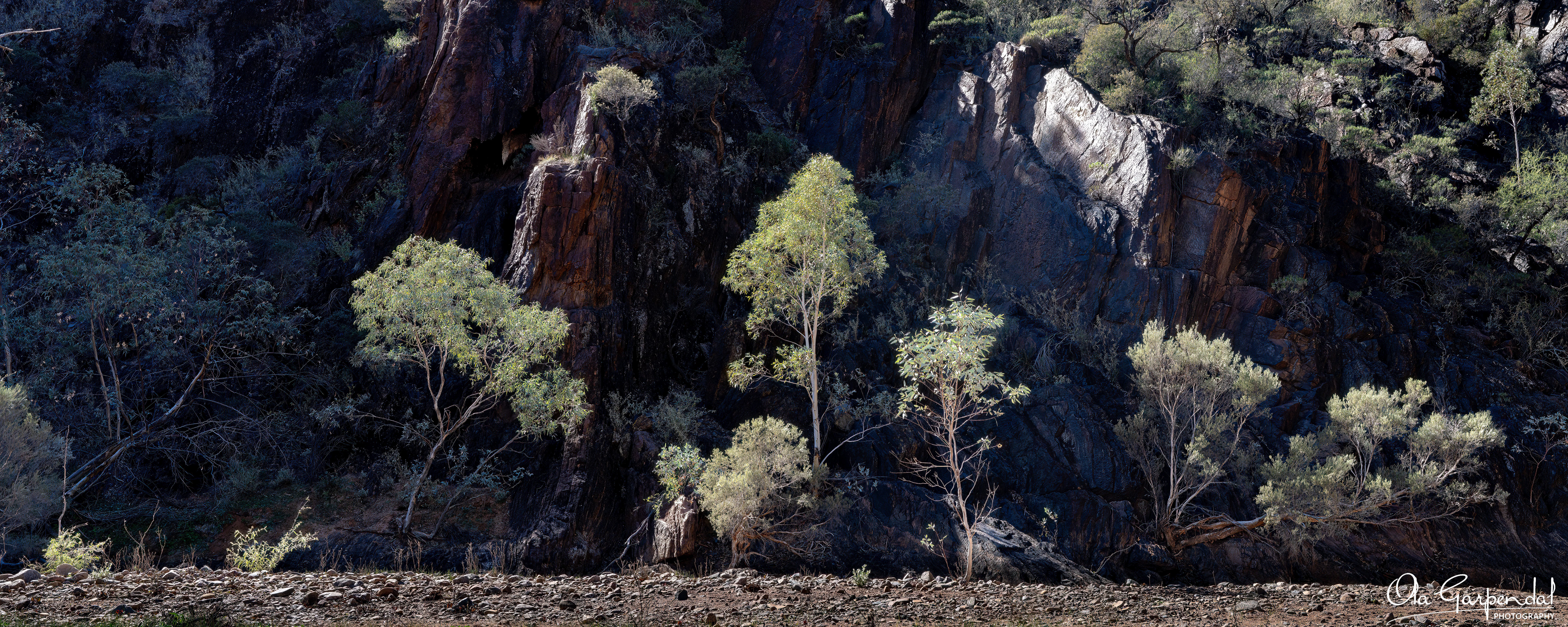 Arkaroola Creek Gorge, Flinders Ranges, South Australia, Sunlit gum trees in front of a cliff face, photographed by Ola Garpendal Photography