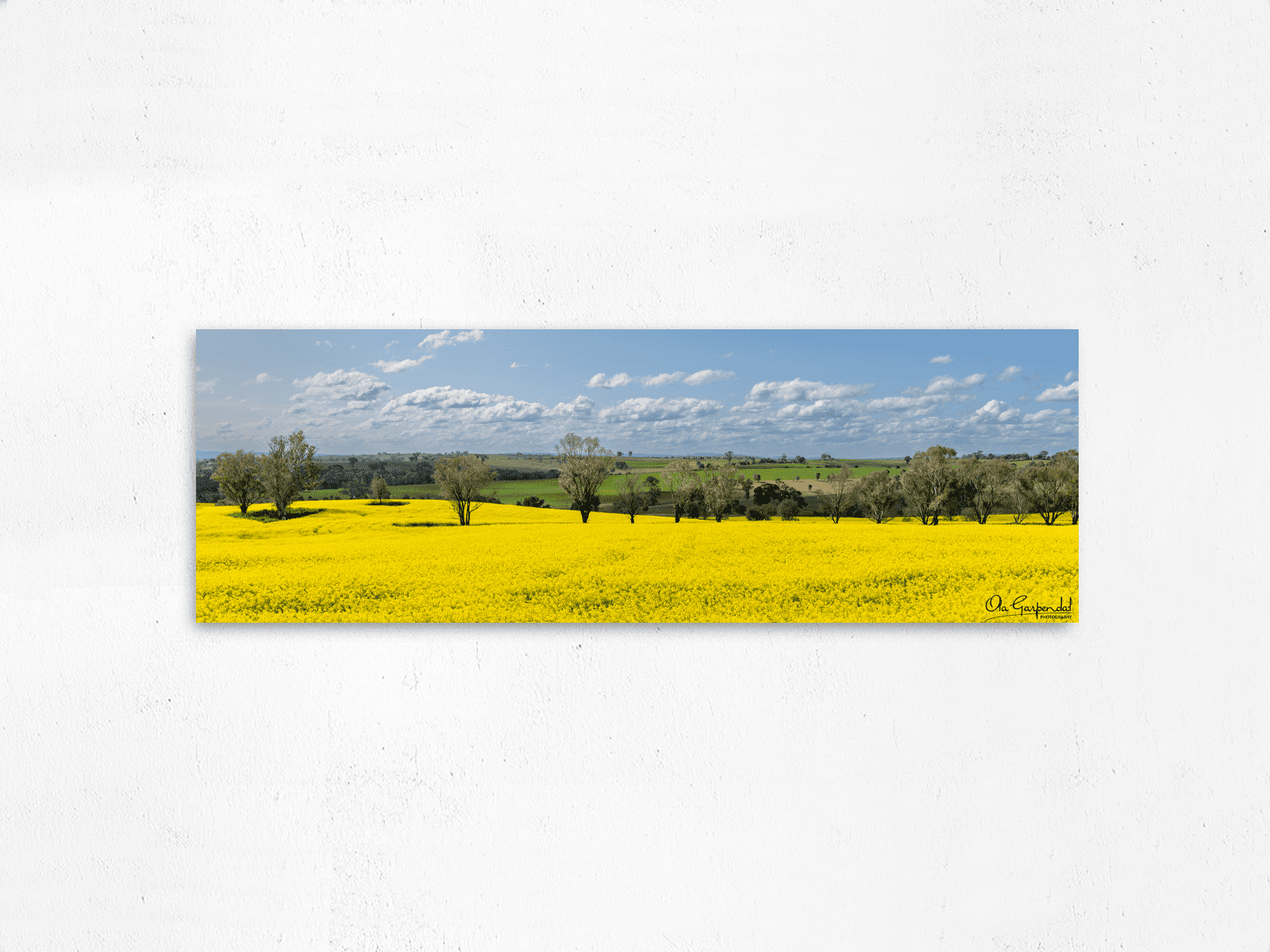 canola field with a row of trees through the middle, green fields in the background and a blue sky with some clouds, displayed on an acrylic face mount on a wall