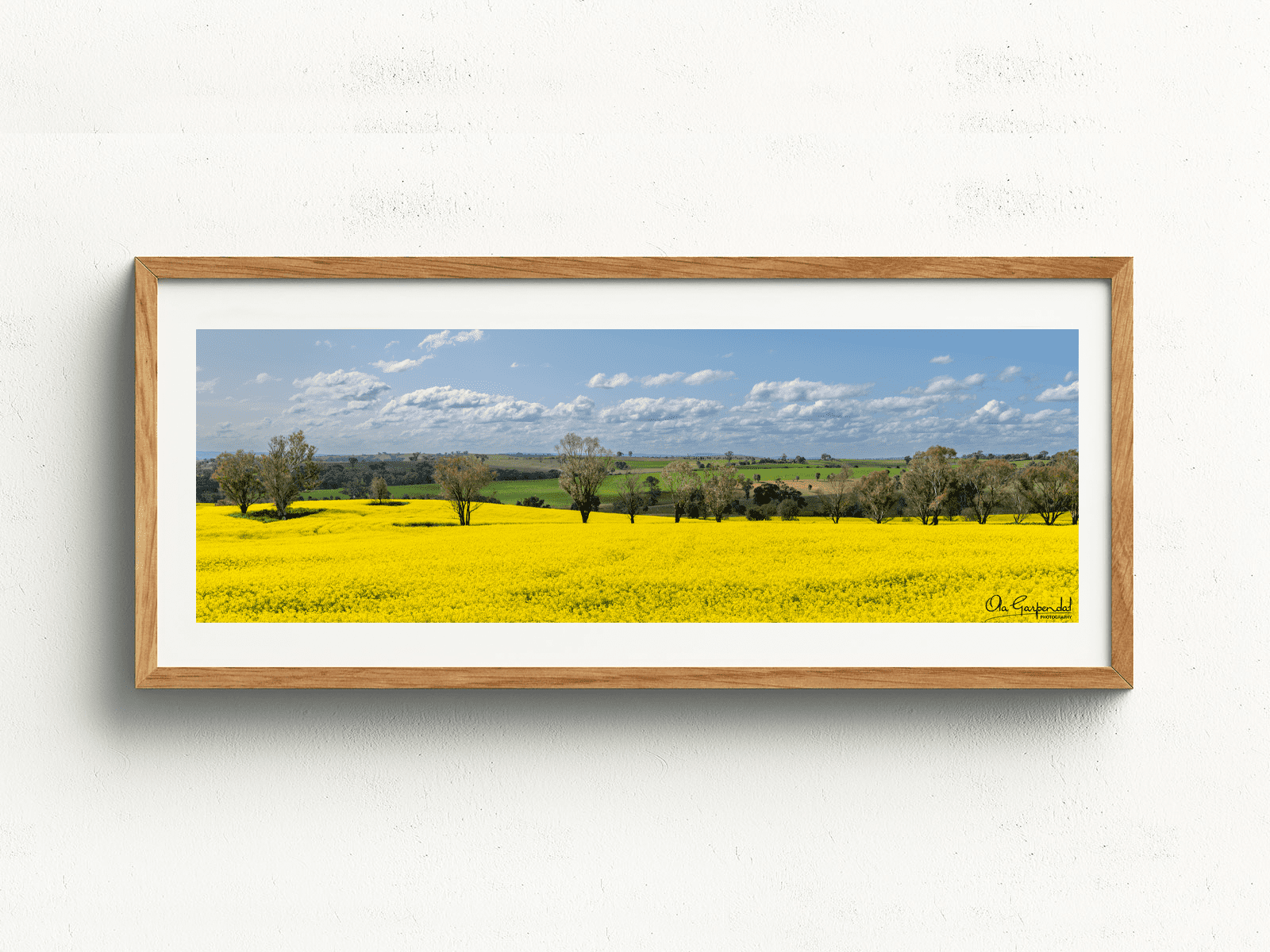 canola field with a row of trees through the middle, green fields in the background and a blue sky with some clouds, displayed in a wooden frame on a wall