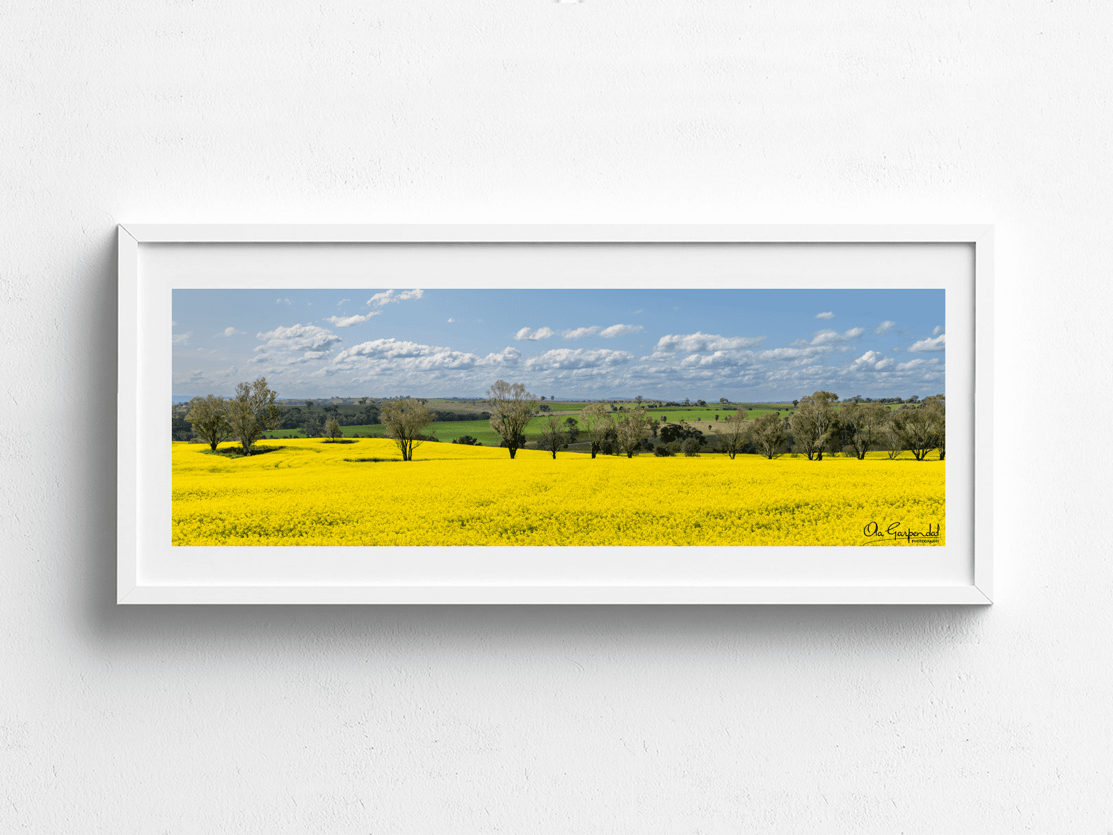 canola field with a row of trees through the middle, green fields in the background and a blue sky with some clouds, displayed in a white frame on a wall