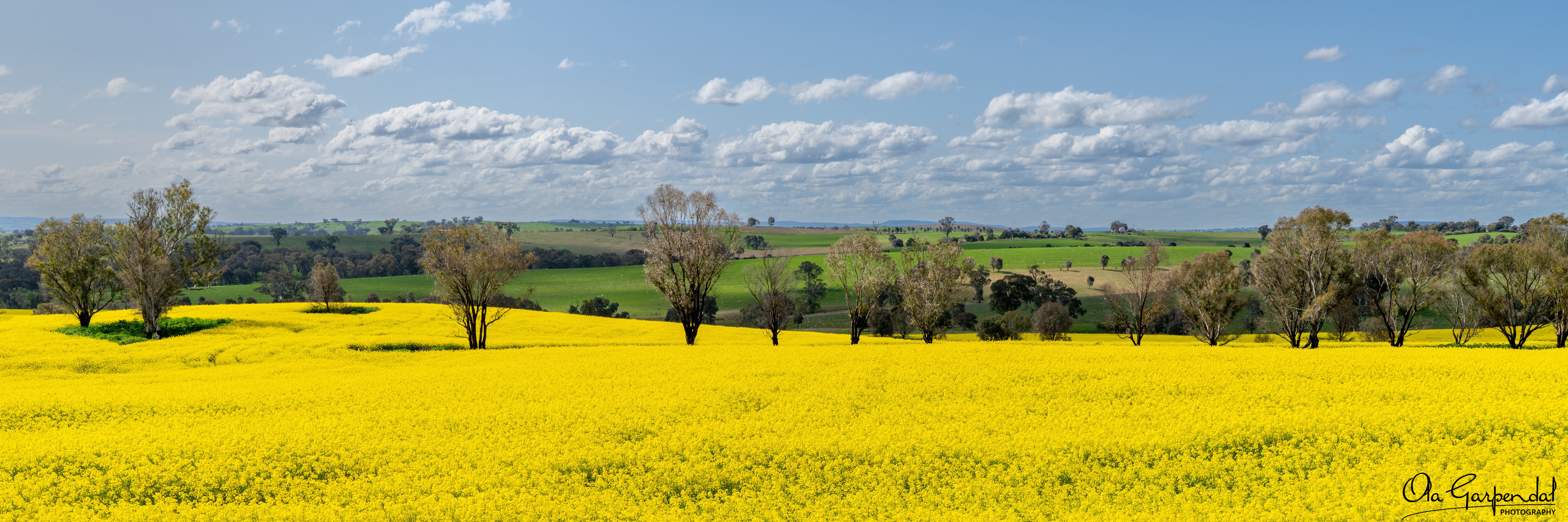 Canola Field — a vivid yellow canola crop in full bloom near Young in the NSW Central West, with bare trees rising through the field and rolling green paddocks beyond, photographed by Ola Garpendal Photography.