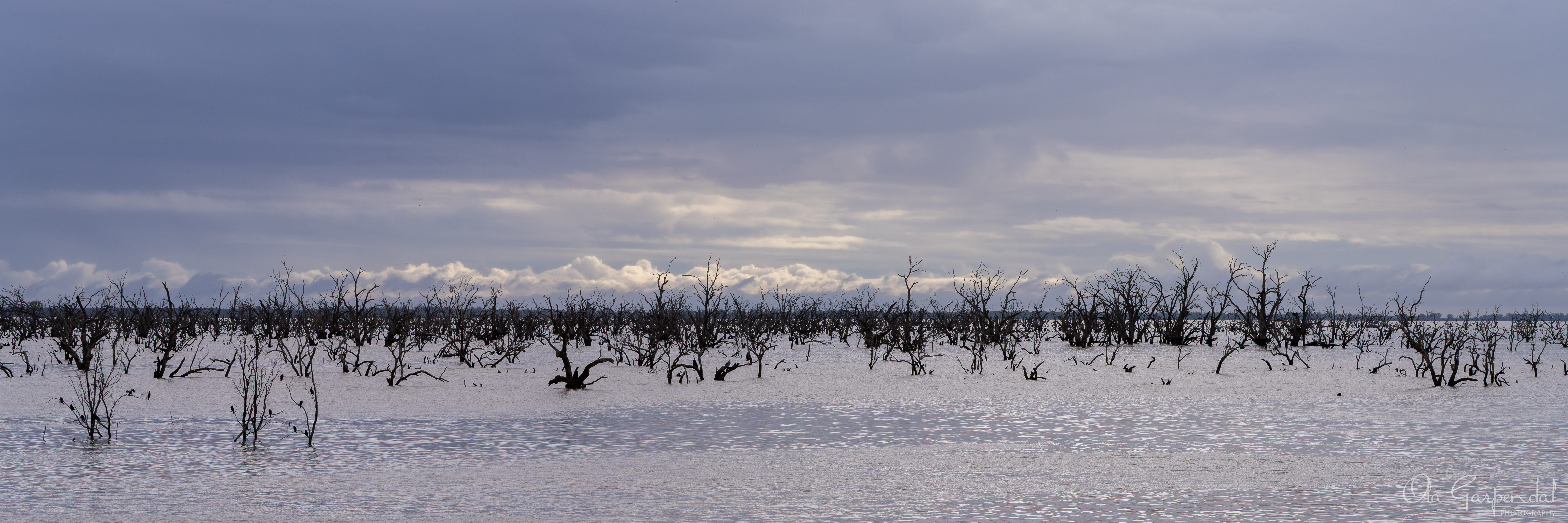 Lake Pamamaroo showing partially submerged trees across the flooded waters of the Menindee Lakes system, beneath layered clouds and soft silver-grey skies connected to the Darling River, photographed by Ola Garpendal Photography