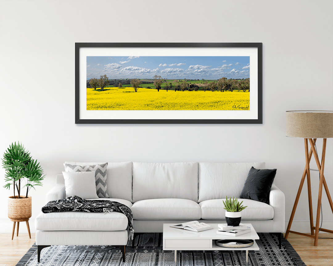 Canola Field - Image 8