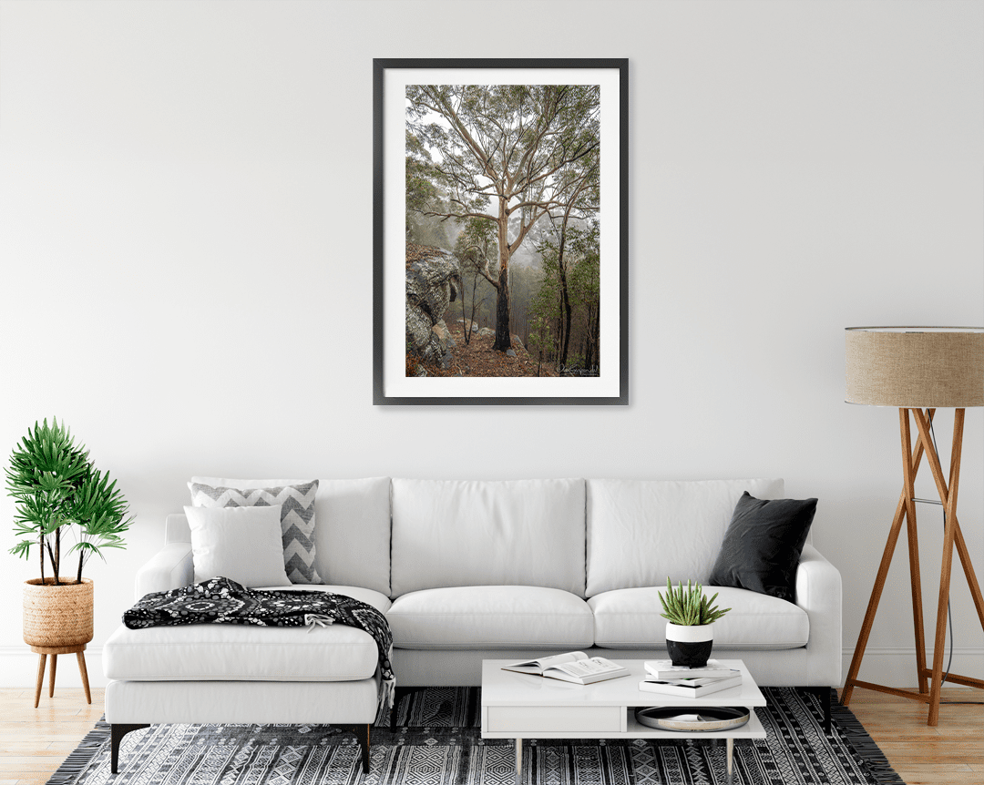 Gum Tree in Fog